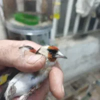 سهره کرمونی وسرسیاه نیم گلی توضیحات بخون