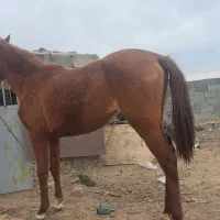 کره مادیان دره شوری