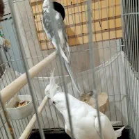 عروس هلندی البینو مولد|پرنده|نسیمشهر, |دیوار