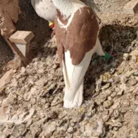 پشت سرخ گمشده