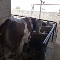 ماده گاو