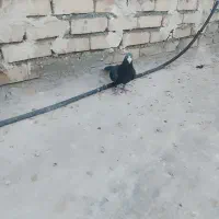 طوقی|پرنده|تربت جام, شاهد|دیوار