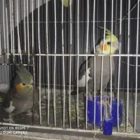 عروس هلندی یک جفت سالم بالغ مولد