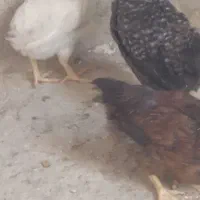 رامهرمز