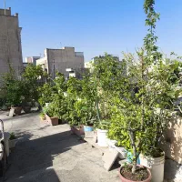 درخت انجیر و توت و نارنج