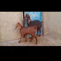 یک راس بز جوان با بزغاله