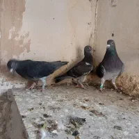 کبوتر کفترمسافتی پلاکی|پرنده|تربت‌حیدریه, شهید قرنی|دیوار