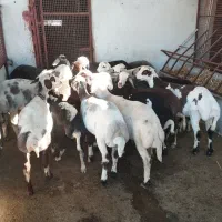 ۱۷ عدد توقلی زیرقوچی