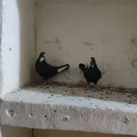 دوتا ماده پلنگ