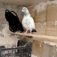 کبوتر شیخ