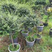 فروش  گلهای بیرونی با تخفیف ویژه|خدمات باغبانی و درختکاری|تنکابن, |دیوار