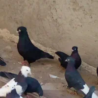 یک عددزاغ یک عدد طوق ابر گمشده یک ملیون مژدگانی