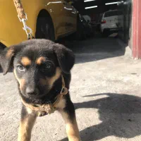 توله میکس ژرمن دوبرمن|سگ|فردیس, منظریه|دیوار