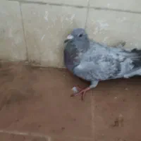 کبوتر|پرنده|سده (خراسان جنوبی), |دیوار