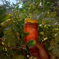 عسل طبیعی اویشن کوهی|خوردنی و آشامیدنی|مرودشت, تخت جمشید|دیوار