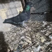 کبوتر نر دو عدد