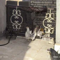 مرغ و خروس گلین|حیوانات مزرعه|انگوران, |دیوار