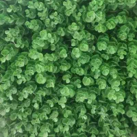 انواع گرینوال سبز و رنگی 50*50 دیوار گل|گل مصنوعی|بهارستان, |دیوار