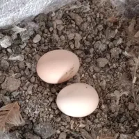 تخم نطفه دار برهما