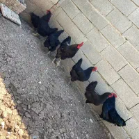 تخم مرغ نطفه دار