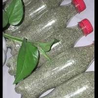 نعنا خالواش رب آلو شوید