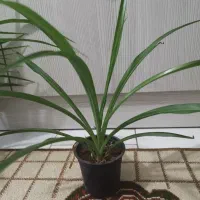 گل گندمی|گل و گیاه طبیعی|مشهد, نوید|دیوار