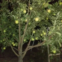 باغ ۱۵۰۰ متری ، باغشهر غزال سهرین،  امکانات کامل|فروش خانه و ویلا|قره پشتلو, |دیوار