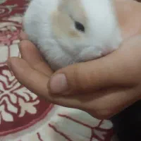 دوعددخرگوش پشمالو|موش و خرگوش|اهواز, کوی شایسته|دیوار