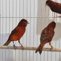 قناری سرخ اتیشی|پرنده|شیراز, بازار|دیوار