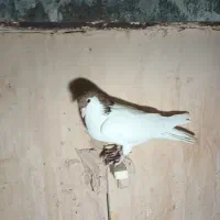خال زرد پر خال سیاه