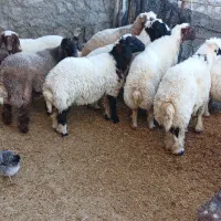 بره نر|حیوانات مزرعه|شباب, |دیوار