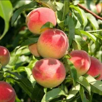 نهال هلو آلبرتا