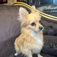 فروش سگ پامر