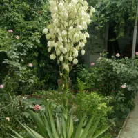 باغبانی و هرس درختان و گلها|خدمات باغبانی و درختکاری|تهران, باغ فیض|دیوار