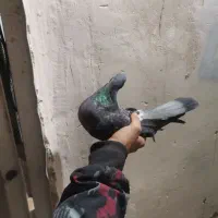 کبوتر پرشی|پرنده|شهرضا, |دیوار