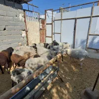 میش های خارجی چند قلو زا|حیوانات مزرعه|تهران, مخصوص|دیوار