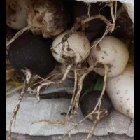 ترب سیاه و سفید و قرمز