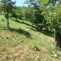 زمین فروشی|فروش زمین و ملک کلنگی|دالخانی, |دیوار