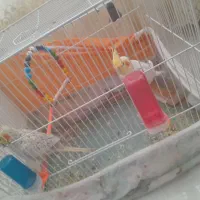 عروس هلندی نر ماده به شرت تخم جوجه|پرنده|سرایان, |دیوار