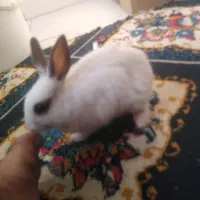 خرگوش سفید