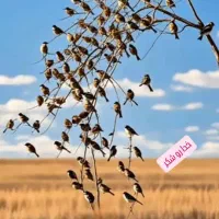 هرس کارحرفه ای