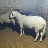قوچ نژاد لاکن سه ساله