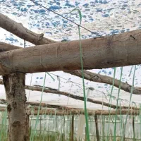 فروش چوب گلخانه (کبوده)