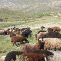 چهار عدد میش افشاری ابستن