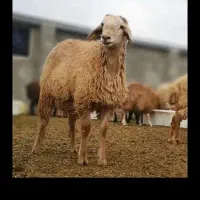 فروش یک عدد بره نر گوشتی