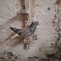 کبوتر دم سفید|پرنده|مشهد, دوست آباد|دیوار