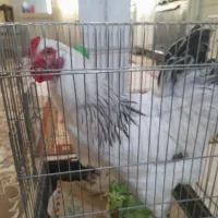 خروس برهما جوان