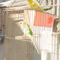 مرغ عشق|پرنده|سنندج, |دیوار