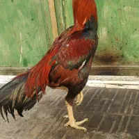 خروس لاری