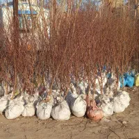 نهال کاری گل کاری باغبانی گلکاری هرس درخت کاری|خدمات باغبانی و درختکاری|مشهد, توس (بلوار توس)|دیوار